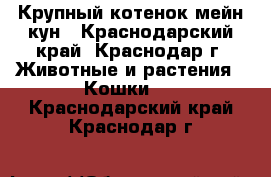 Крупный котенок мейн-кун - Краснодарский край, Краснодар г. Животные и растения » Кошки   . Краснодарский край,Краснодар г.